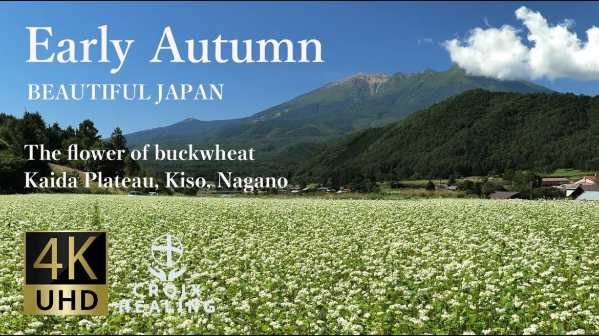 【RELAX WORLD / 4K Early Autumn / Nagano / Kaida Plateau・Kiso】Nature sounds | The flower of buckwheat