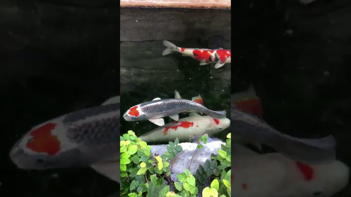 Best Places to Visit in Japan  #shorts #travel #amazing #tokyo #japan