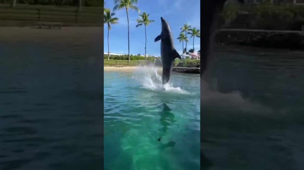 Dancing dolphin show 🤩 next to the beach 🏝 very nice 😊 #shorts