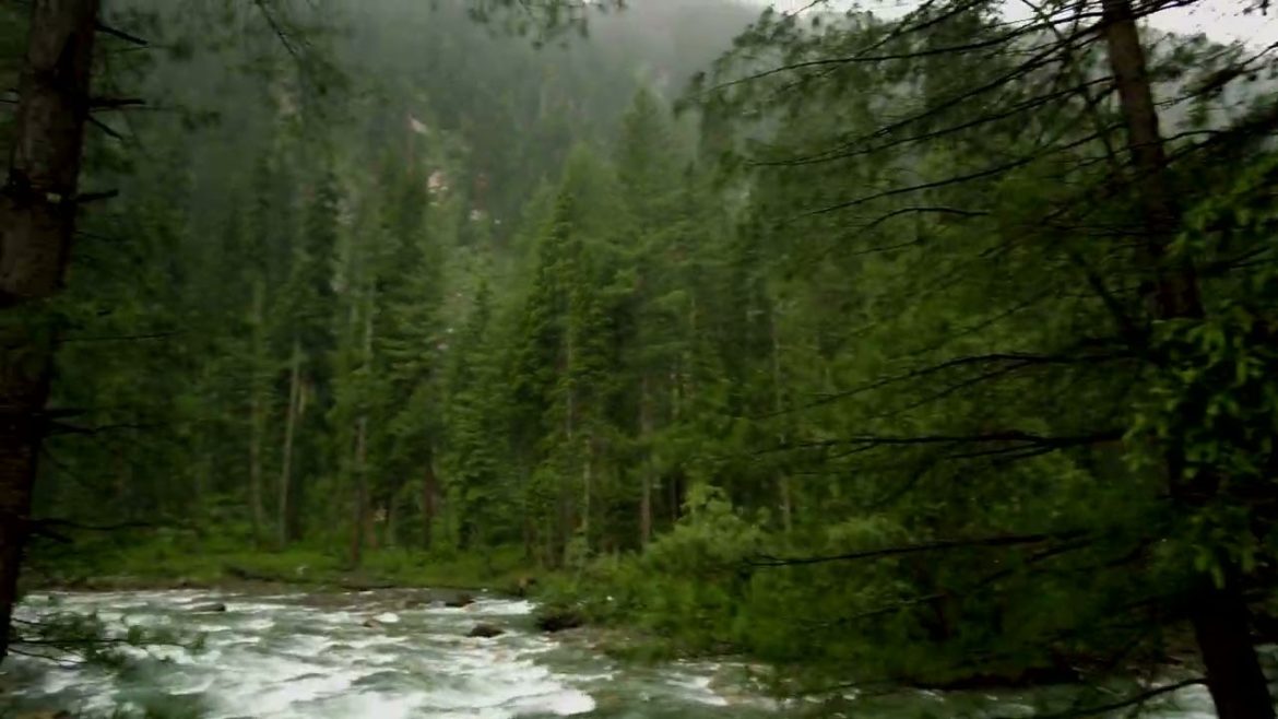 Relaxing Walk in Rainy Northern Forest🎧|| Nature Sounds for Sleep and Relaxation in 4k Relaxing Walk in Rainy Northern Forest🎧|| Nature Sounds for Sleep and Relaxation in 4k