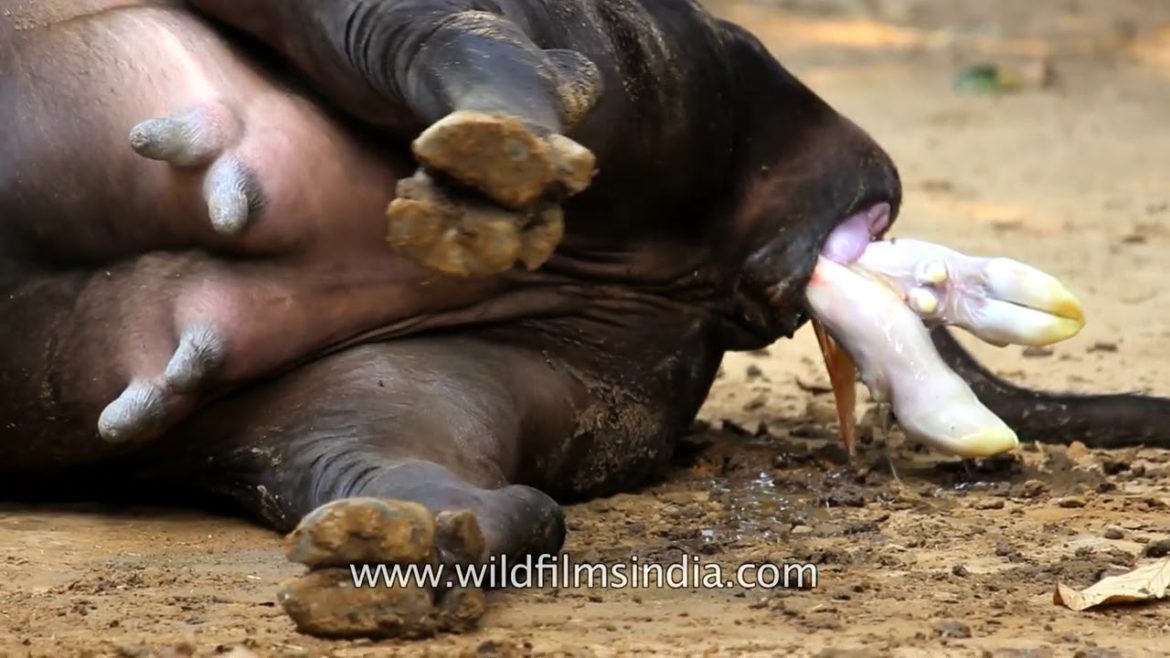 भारत में एक गाय बछड़े को जनम देती हुइ