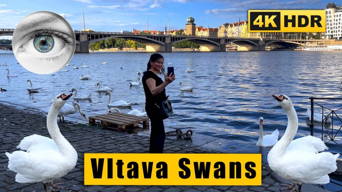 Where do swans live? 4K Prague Walk: Smichov, Vltava - Czech Republic 🇨🇿 HDR ASMR