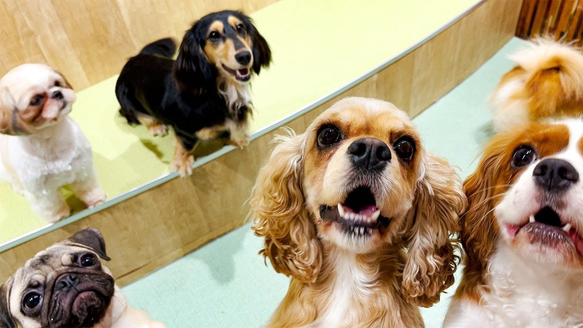 Visiting Japan's Dog Cafe🐶 | puppy cafe Rio