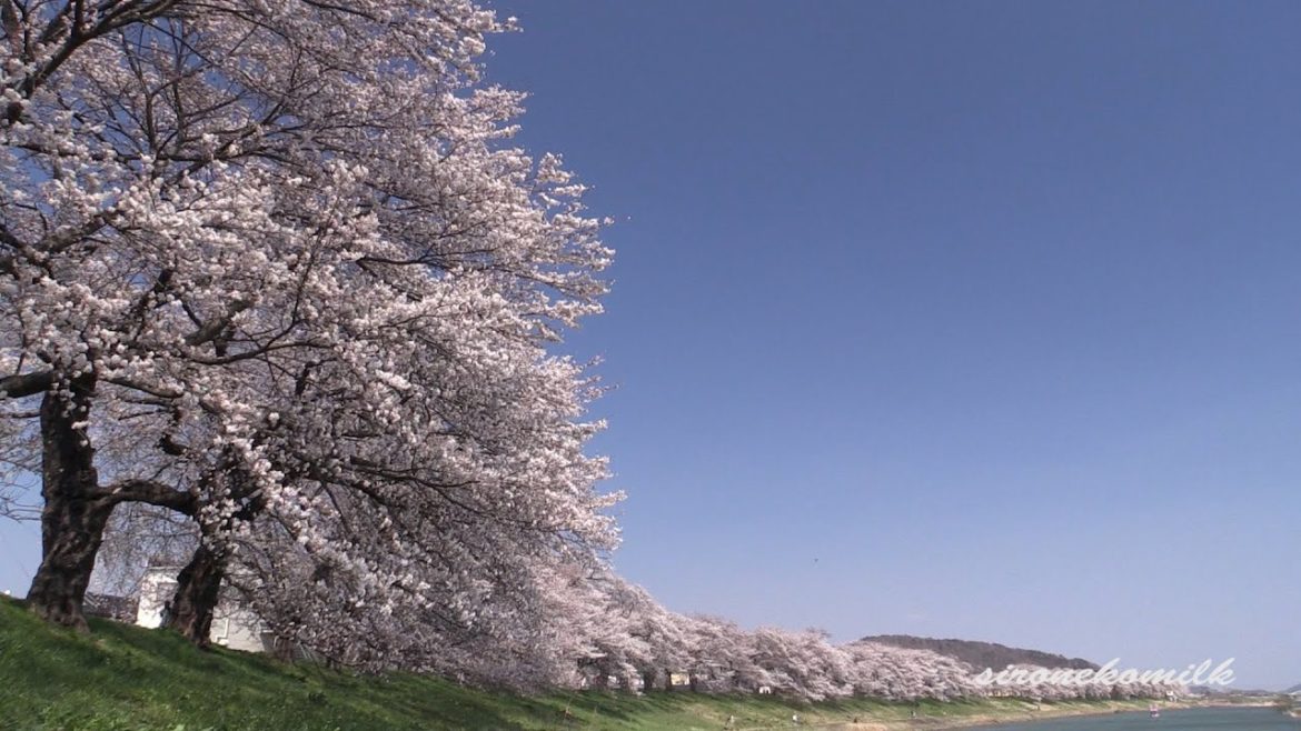 桜名所 白石川堤一目千本桜 Japan Cherry Blossoms | Shiroishi Hitome Senbon Sakura 宮城観光 Miyagi Travel