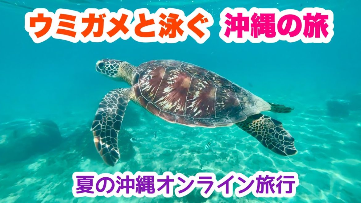 【ウミガメと泳ぐ】夏の沖縄オンライン旅行  7月31日(日)10:00〜「沖縄シュノーケリング」