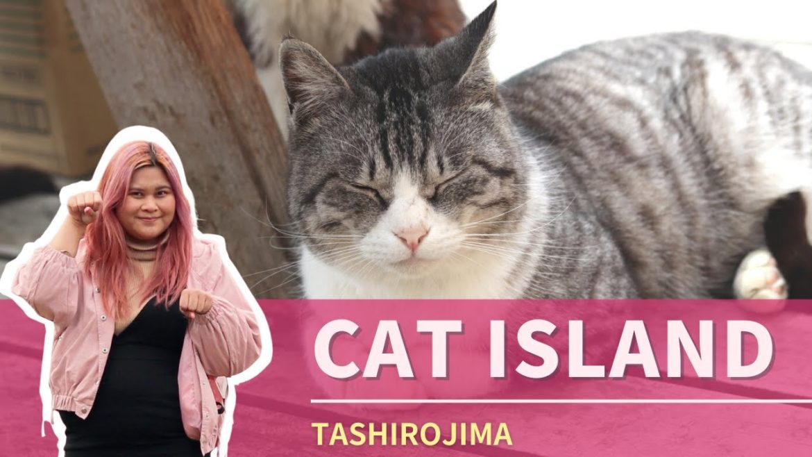 TASHIROJIMA Cat Island in Japan - DON'T FEED the CATS!