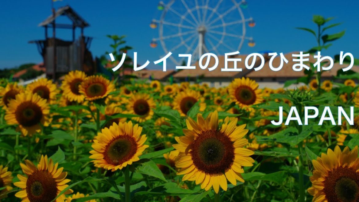 【ソレイユの丘 / ひまわり】神奈川県横須賀市　三浦半島の長井海の手公園のヒマワリフェスタ　JAPAN Travel for Sunflower　向日葵の迷路