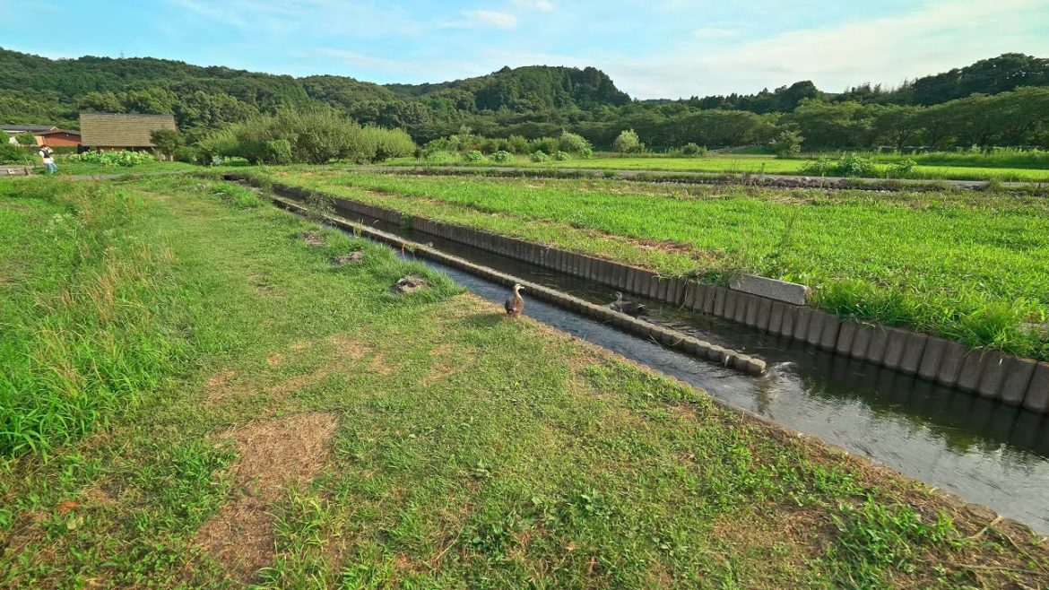 Walking in Saitama Kinchakuda park on a nice weather day・4K HDR