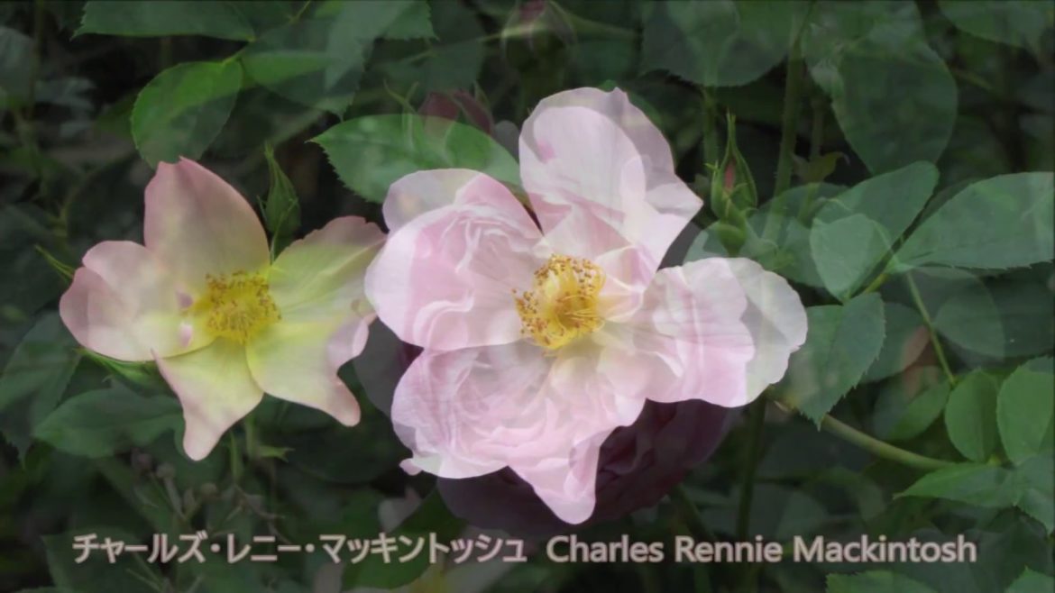 横浜市港の見える丘公園 イングリッシュローズ2 Hill Park with Yokohama Port View English Rose 2 横浜市港の見える丘公園 イングリッシュローズ2 Hill Park with Yokohama Port View English Rose 2