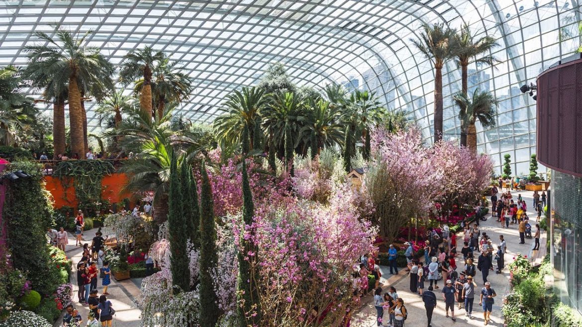 Sakura Matsuri – Cherry Blossoms at Gardens by the Bay Sakura Matsuri - Cherry Blossoms at Gardens by the Bay