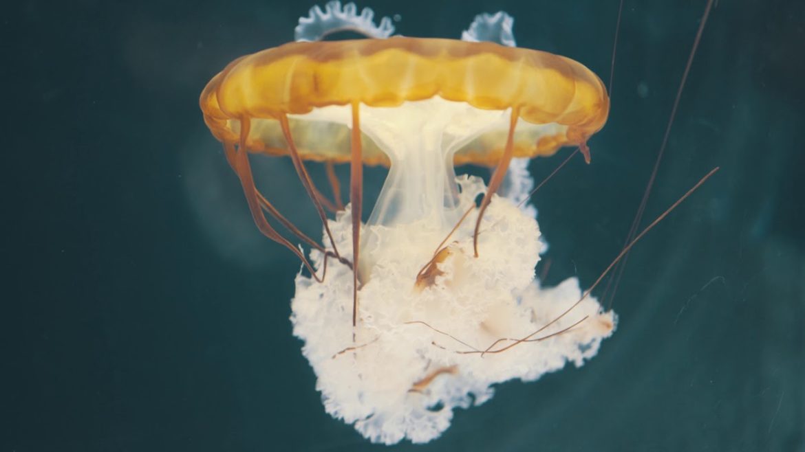 Tokyo to Kyoto to Osaka Travel Blog  | June 2018