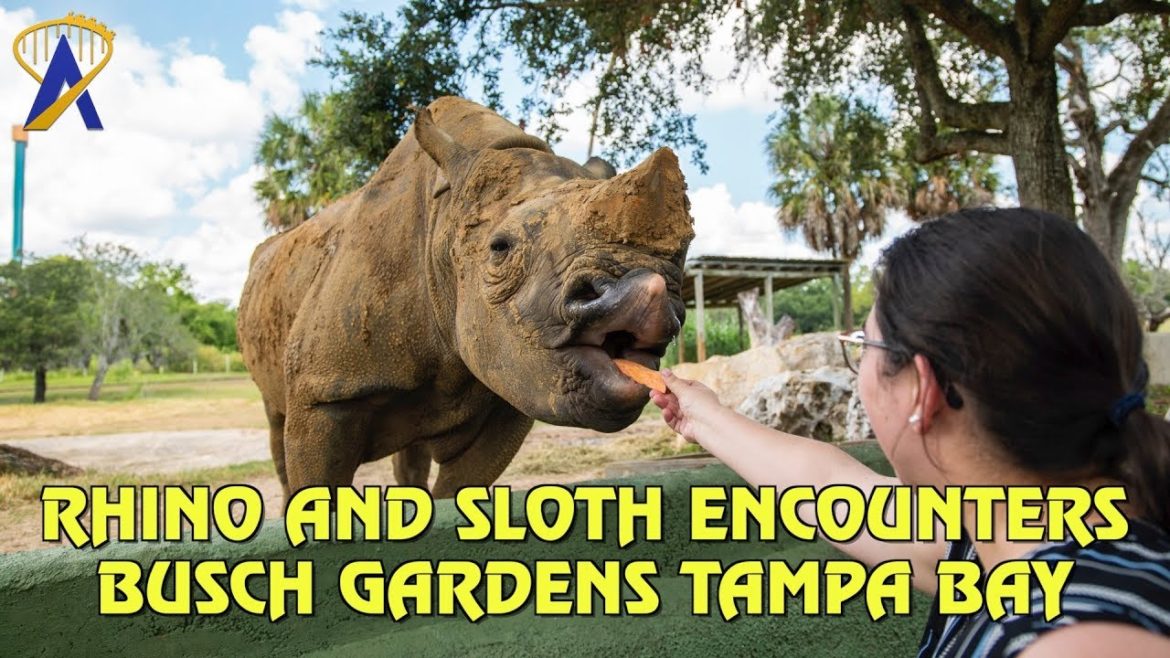 Rhino and Sloth Animal Encounters at Busch Gardens Tampa Bay Rhino and Sloth Animal Encounters at Busch Gardens Tampa Bay