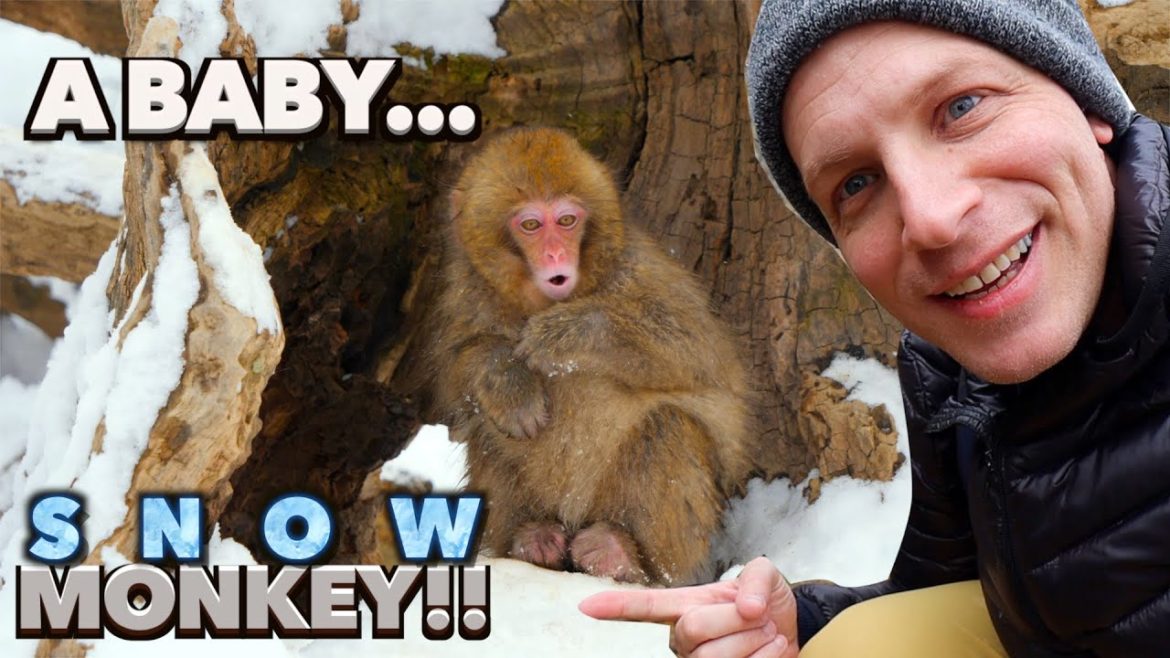 JIGOKUDANI SNOW MONKEY PARK