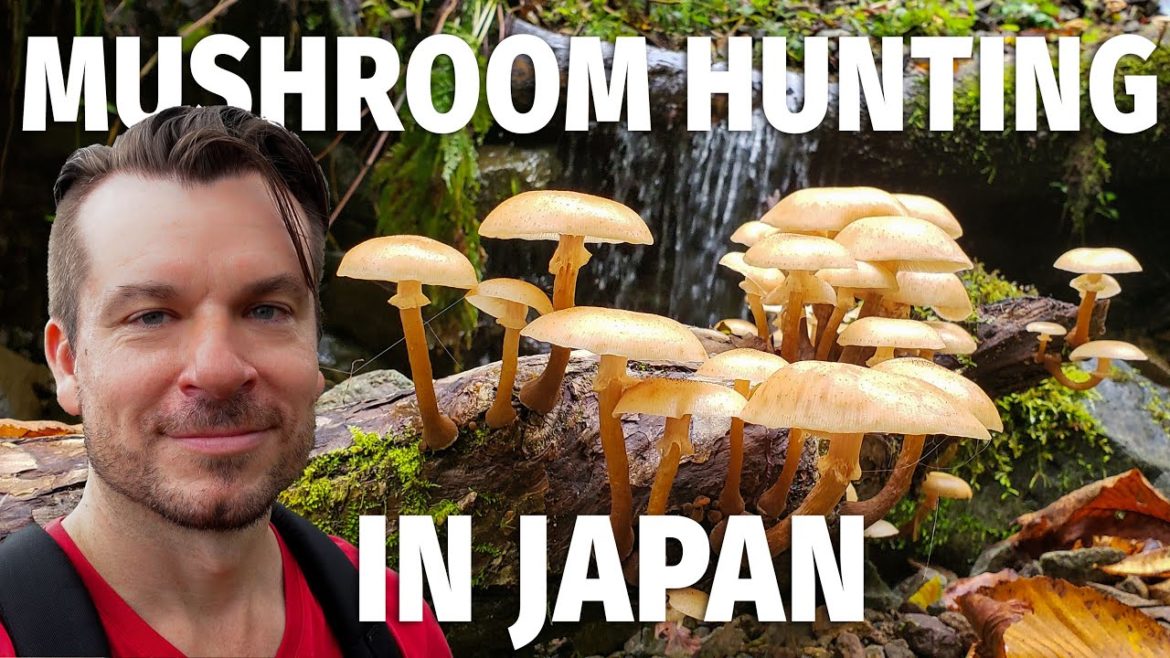Hunting for Wild Mushrooms in Japan Hunting for Wild Mushrooms in Japan