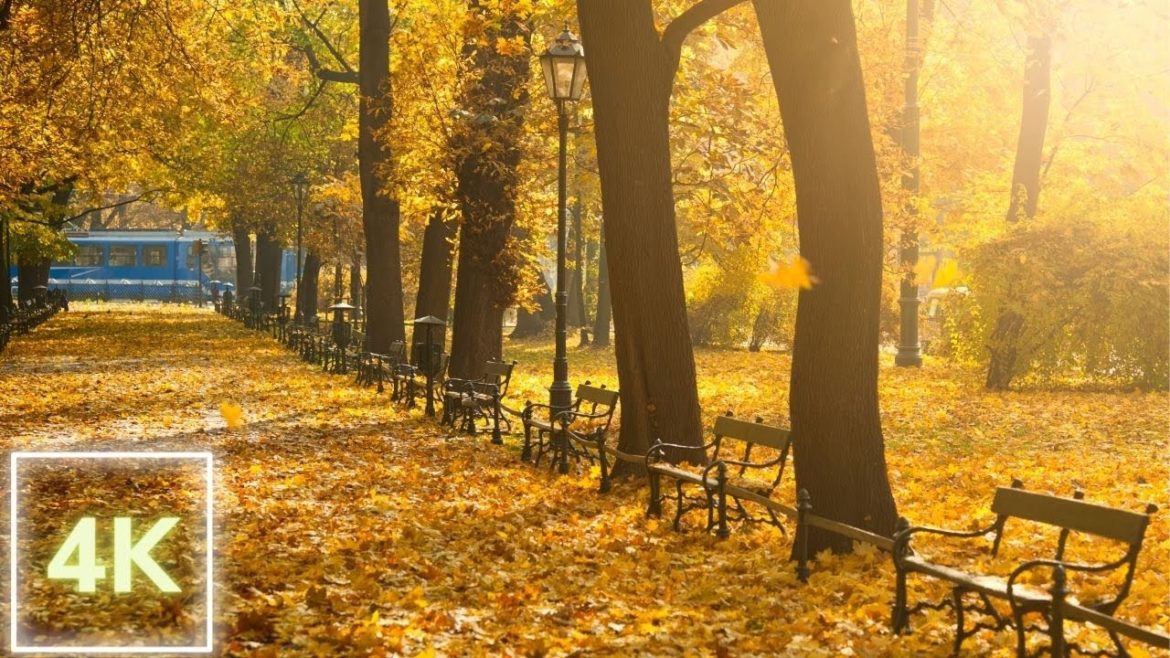 Planty Park in Kraków – Autumn Walking Tour | Poland in 4K | Beautiful Autumn in Kraków 🍂 Planty Park in Kraków - Autumn Walking Tour | Poland in 4K | Beautiful Autumn in Kraków 🍂