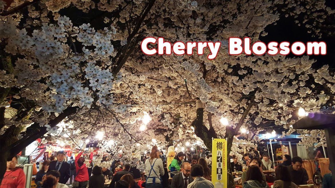 Japan Cherry Blossom Tour