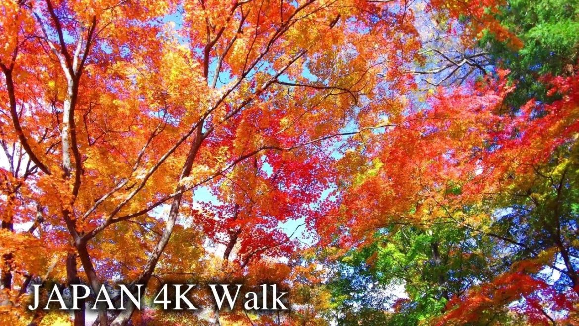 【4K】Japan Walking Tour - Autumn Leaves of the Beautiful Castle Ruins