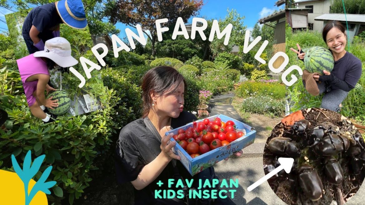 Let’s harvest from the farm and what is this favorite pet insect of the kids living in Japan