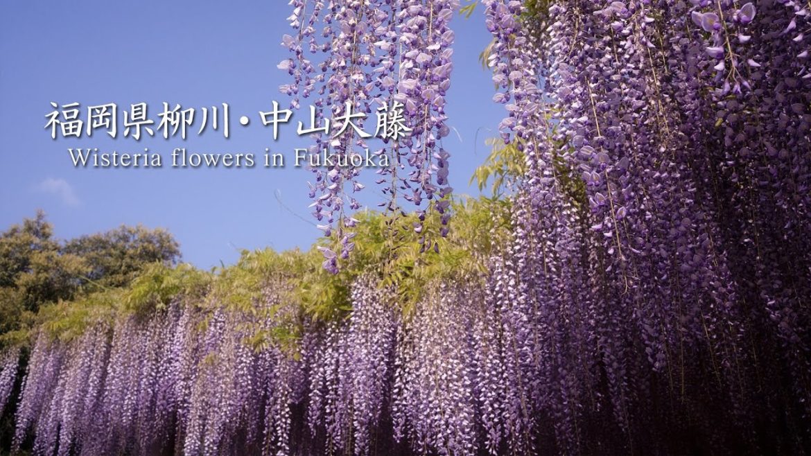 Wisteria flowers in Fukuoka.Japan trip video.福岡県柳川・中山大藤2021 | Sony A7c SEL35F18F Cinematic vlog Wisteria flowers in Fukuoka.Japan trip video.福岡県柳川・中山大藤2021 | Sony A7c SEL35F18F Cinematic vlog