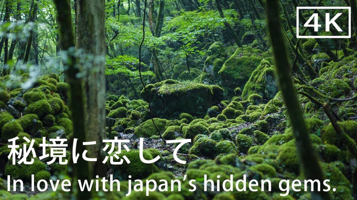 In love with Japan's hidden gems 【Kamikatsu,Tokushima,Japan】