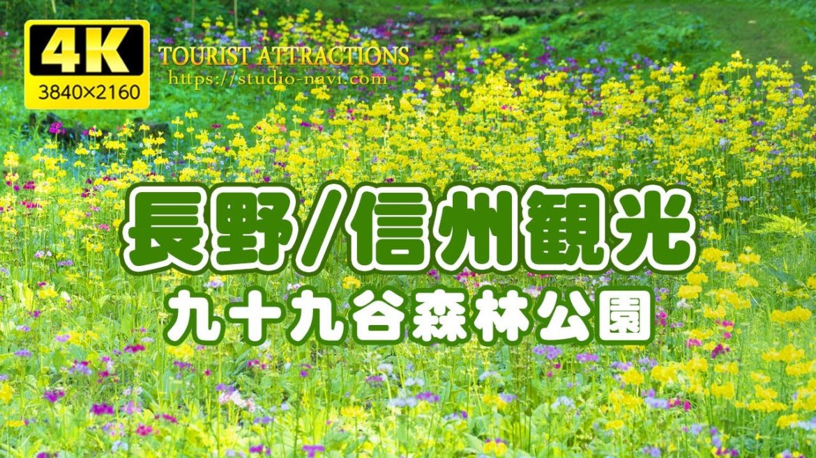 長野観光スポット(風に揺れるくりん草／九十九谷森林公園)信州いざない街道