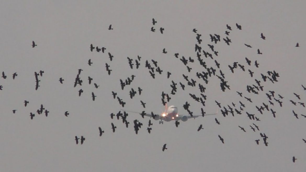 Crosswind landings Jeju Island Busiest Route in the world arrivals/departures Crosswind landings Jeju Island Busiest Route in the world arrivals/departures