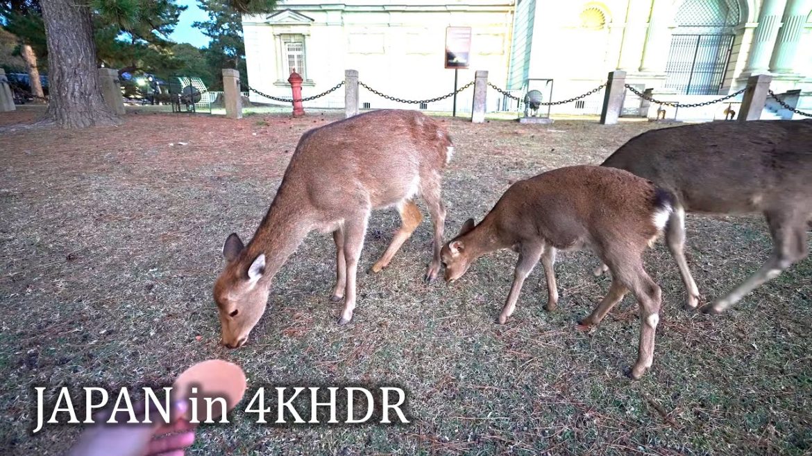Hunting Nara deer with crackers・4K HDR Hunting Nara deer with crackers・4K HDR