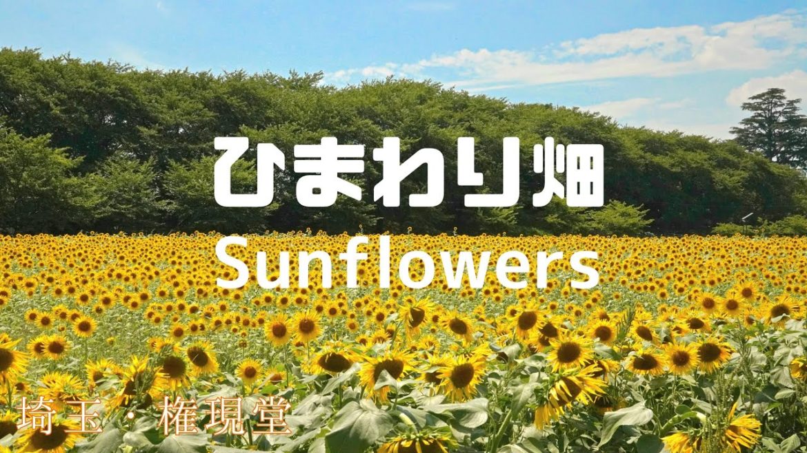 権現堂 蓮田根金ひまわり畑 Free admission 2 sunflower field in Saitama #4k #flowers 夏休み行きたい無料スポット