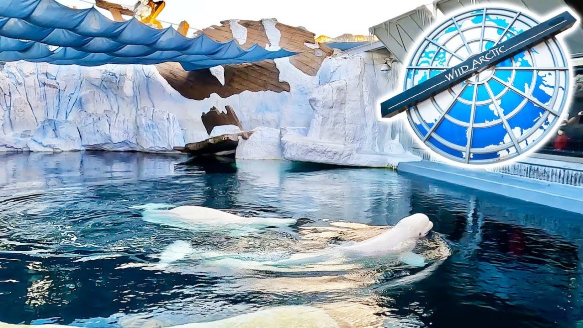 Wild Arctic SeaWorld San Diego | Beluga Whales, Walruses, Harbor Seals