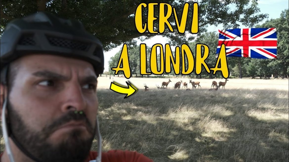 Il parco piu' GROSSO di LONDRA | Richmond Park |Ci sono REALMENTE i CERVI | Daily Vlog #6 Il parco piu' GROSSO di LONDRA | Richmond Park |Ci sono REALMENTE i CERVI | Daily Vlog #6