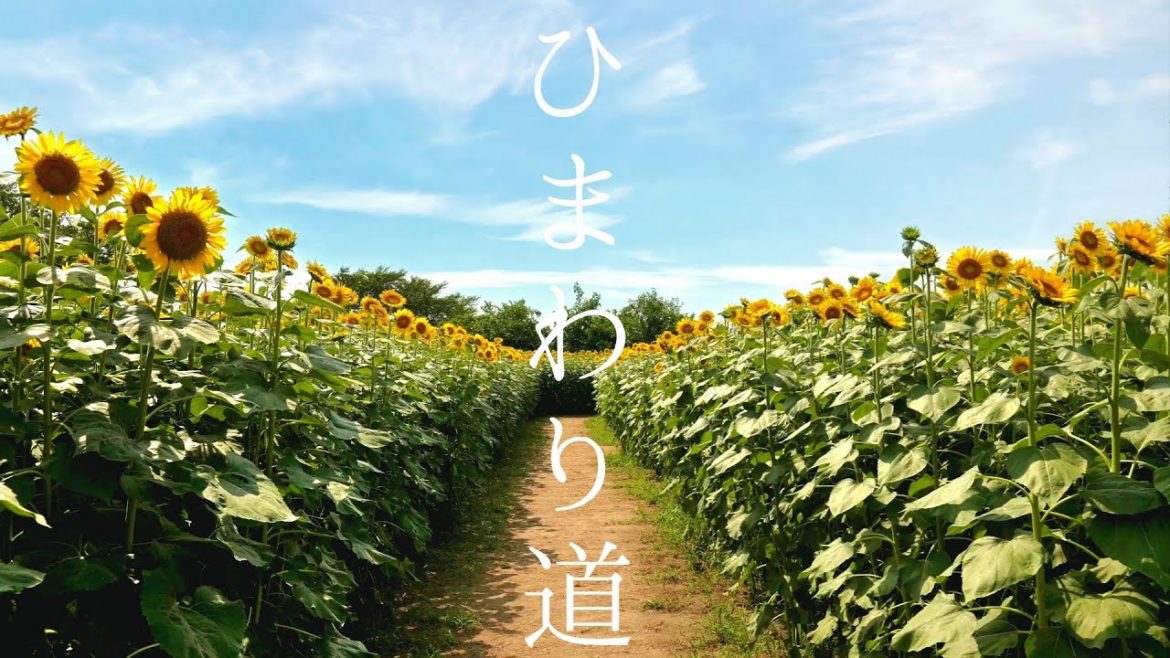 Sunflower Field Road in Japanese countryside ひまわり畑 牛島古川公園 夏休み行きたい無料スポット Sunflower Field Road in Japanese countryside ひまわり畑 牛島古川公園 夏休み行きたい無料スポット