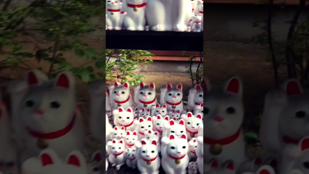 A temple in Japan where there are a lot of cats!