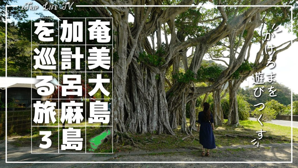 【鹿児島・奄美大島・加計呂麻島】#3 加計呂麻島ぐるっと1周!地図に載ってないお店・名物・秘境・宿・ビーチ| 旅行vlog | Kakeroma-Island/AmamiOshima/Japan 【鹿児島・奄美大島・加計呂麻島】#3 加計呂麻島ぐるっと1周!地図に載ってないお店・名物・秘境・宿・ビーチ| 旅行vlog | Kakeroma-Island/AmamiOshima/Japan