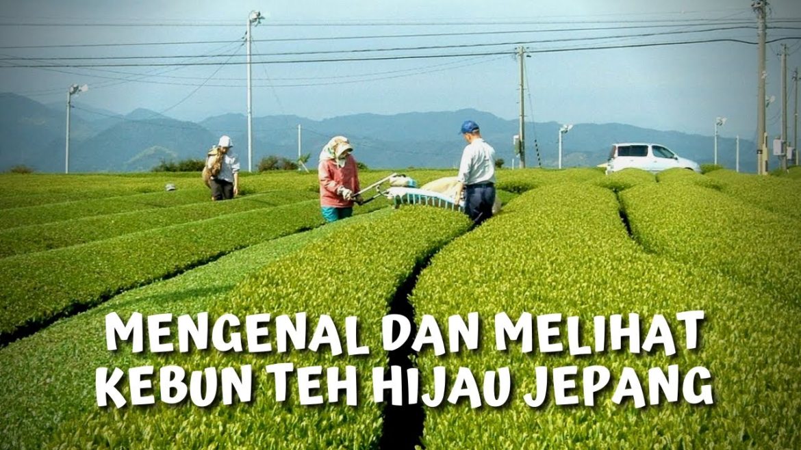 Mengenal dan Melihat Kebun Teh Hijau Jepang