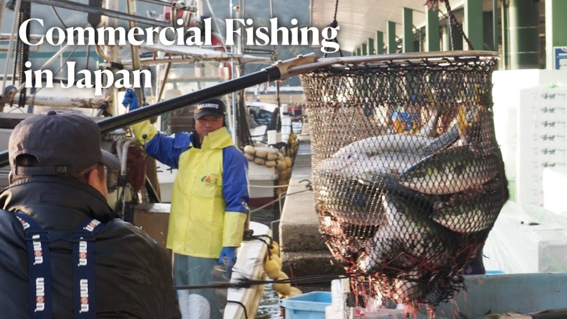 Japanese Yellowtail (Buri) Fish Farming in Nagashima, Japan Japanese Yellowtail (Buri) Fish Farming in Nagashima, Japan