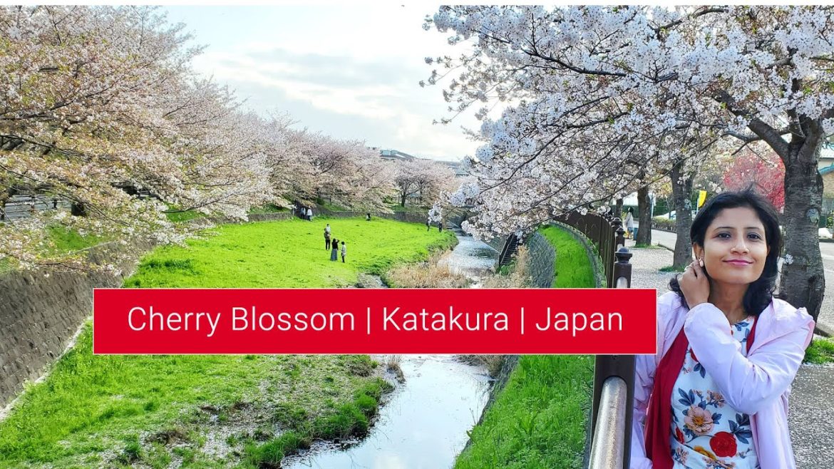 Cherry Blossom /Sakura – trip to Katakura ,Yokohama, Kanagawa Cherry Blossom /Sakura - trip to Katakura ,Yokohama, Kanagawa