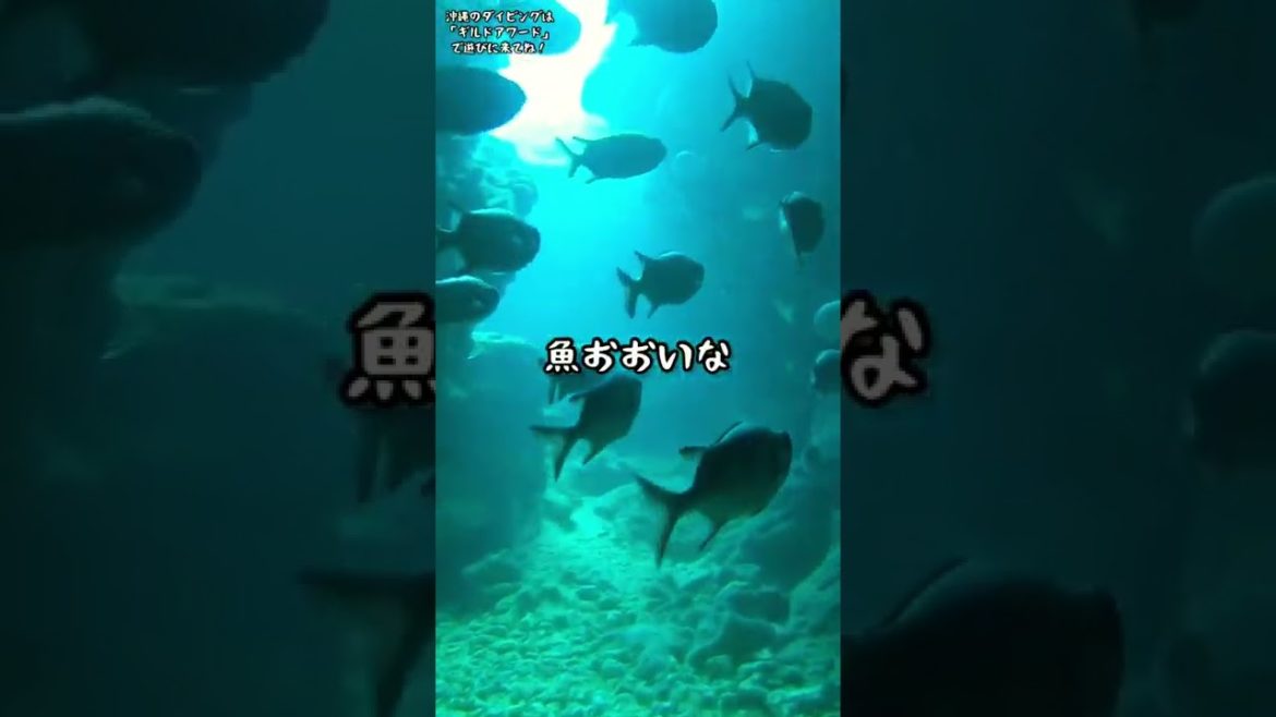 沖縄の青の洞窟ダイビングで久々にめっちゃ堪能してきた。#shorts