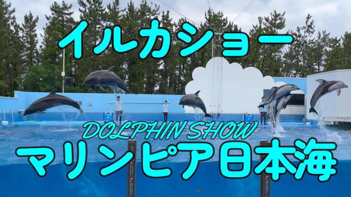 マリンピア日本海イルカショー(フル版) 　Niigata City Aquarium Dolphin Show 屋外のイルカショーならコロナ禍でも換気バッチリ！