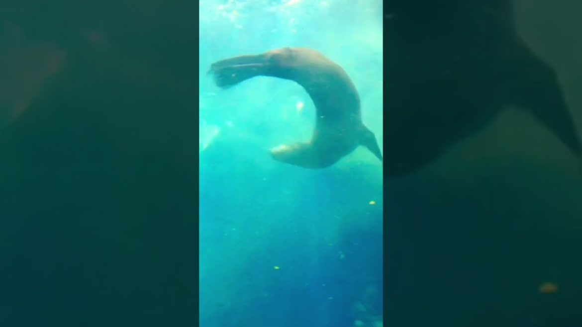 Amazing Japan Memory Trip : Osaka Aquarium 🐠