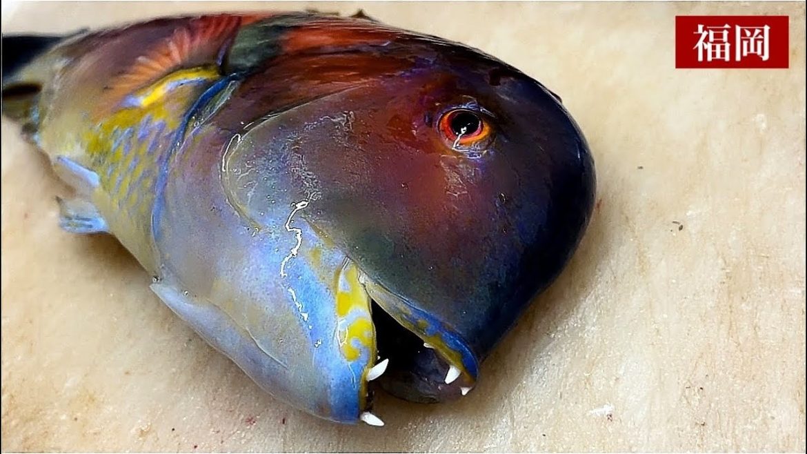 【久留米の寿司】なに？ハトポッポムニエルって⁉エビフライミサイル＆アジフライボンバーも大人気！『そう馬』/Sushi and Tempura Restaurant: Japanese Food