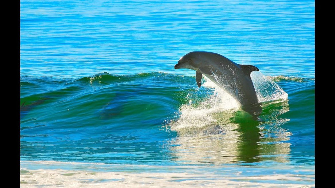 13 Best Places to See Dolphins in the Wild | Top List 2019