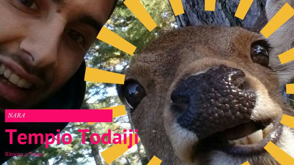 Japan Trip [ep.8 part.2] Nara, cervi, Tempio Todaiji