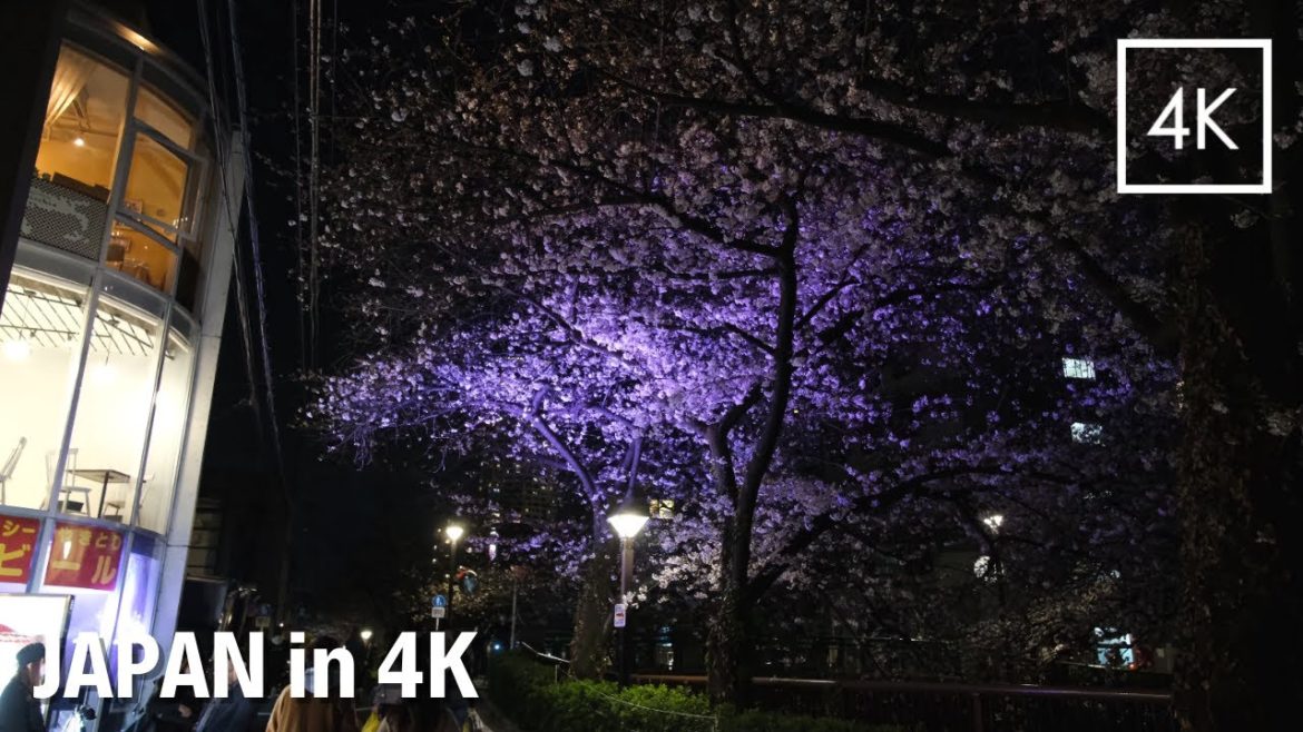 Most Sophisticated Cherry Blossom Spot in Tokyo | Walk Japan 2021［4K］