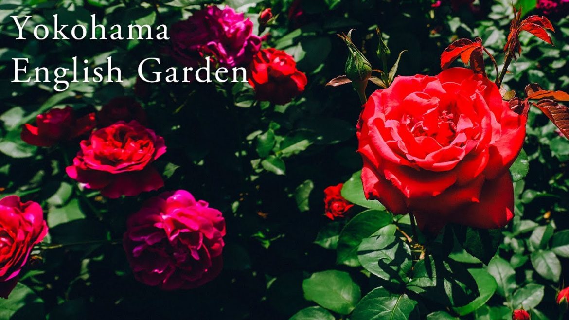 English-style rose garden is pleasant. Yokohama English Garden | Japan Short Trip Vlog