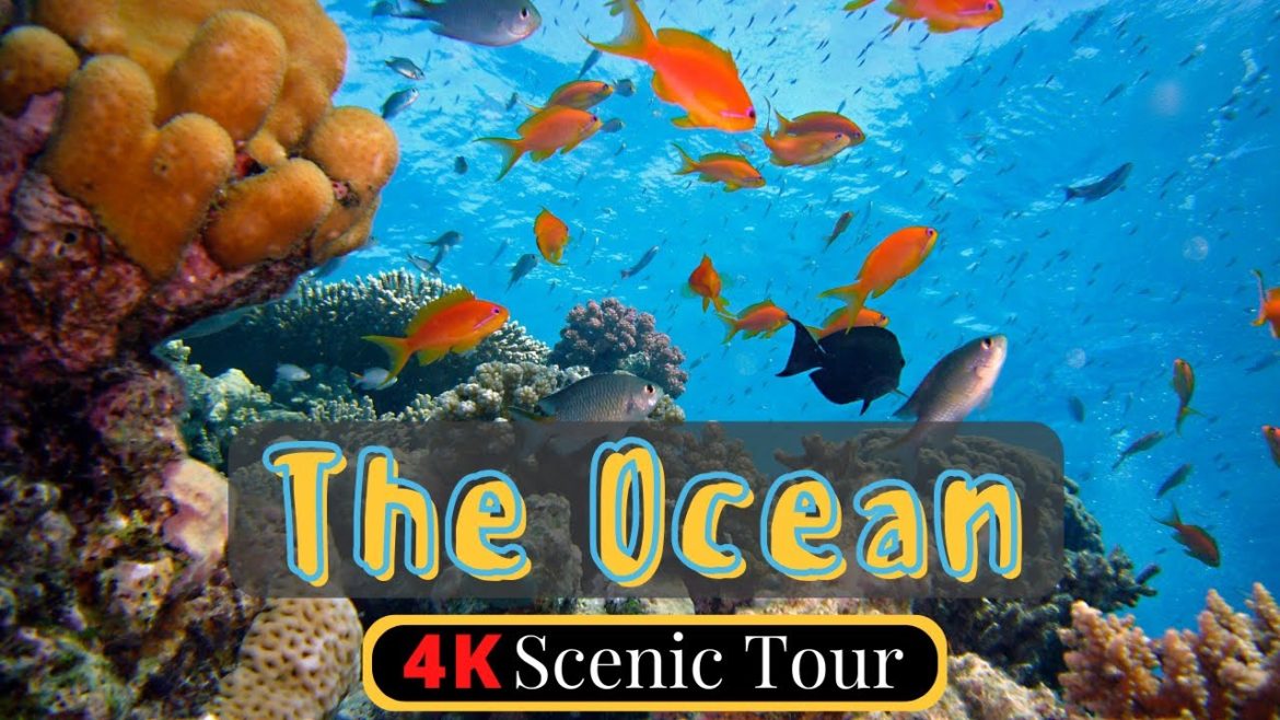 The Ocean 4K Underwater Scenic Tour with Calm and Relaxing Music