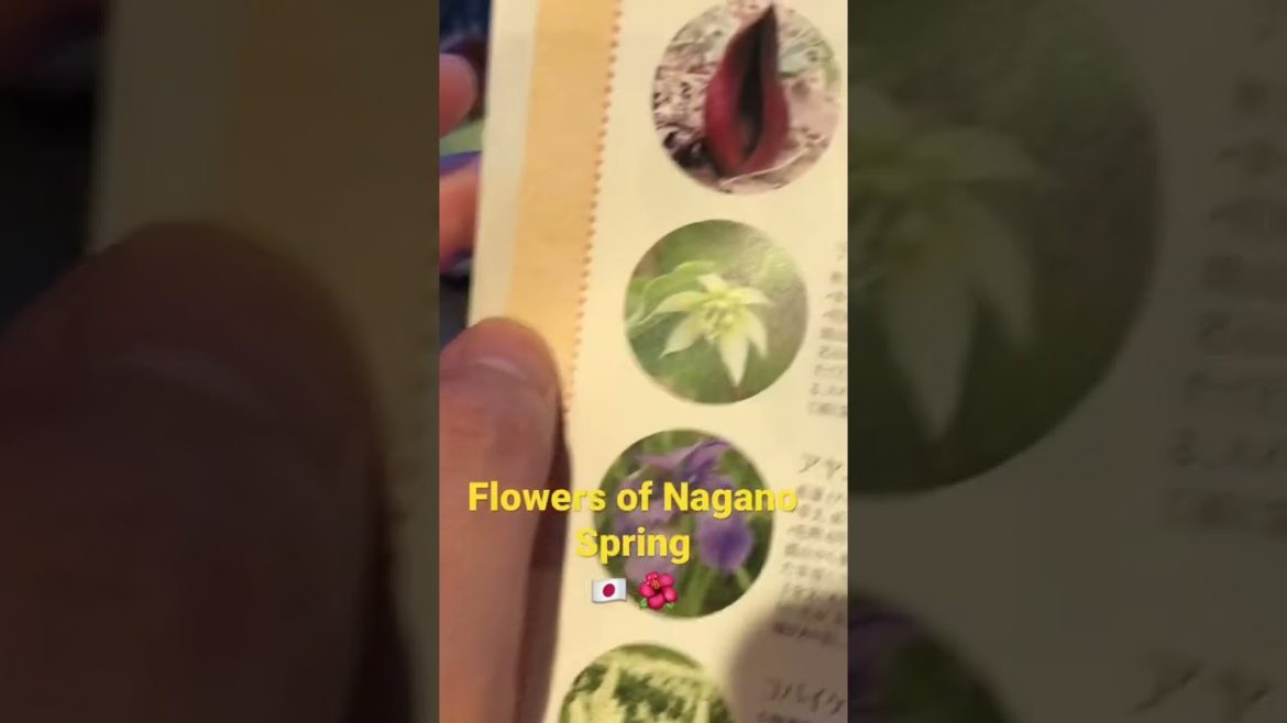 Nagano, Japan. Flowers that grow in May, 🇯🇵