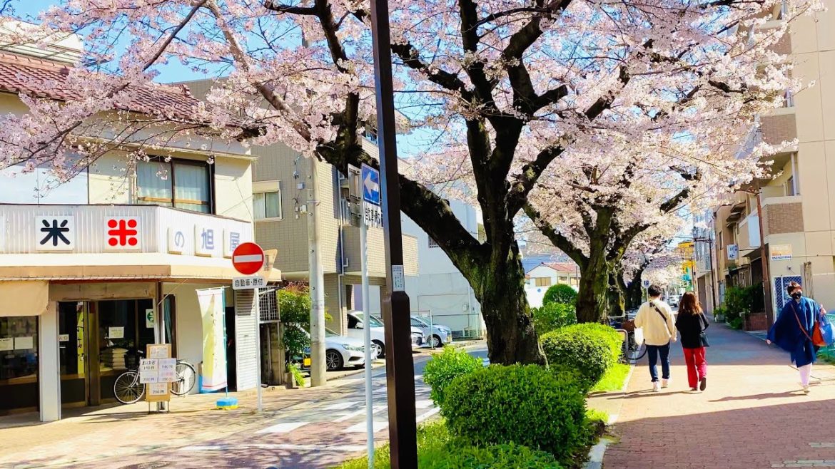 【4K】Japan Walking Tour – Beautiful Cherry Blossom at Imaike Station, Nagoya 【4K】Japan Walking Tour - Beautiful Cherry Blossom at Imaike Station, Nagoya