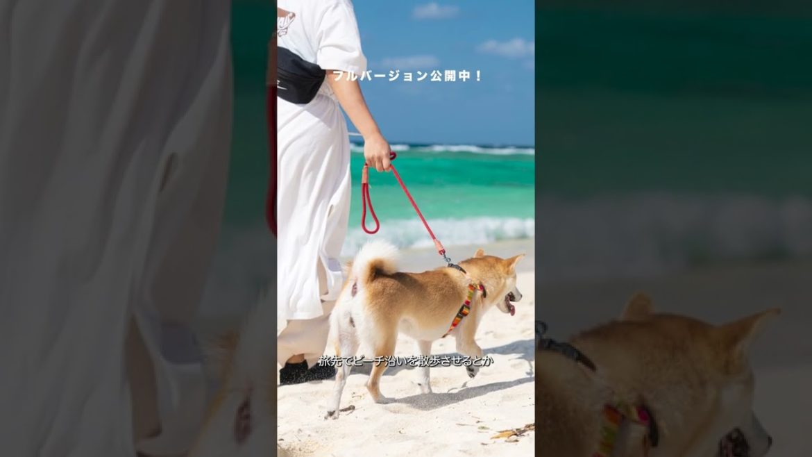愛犬と泊まれる豪華なビーチリゾートホテル