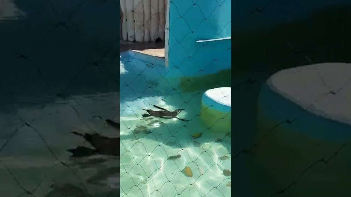 Little Penguin at Sunshine Aquarium, Ikebukuro #Shorts