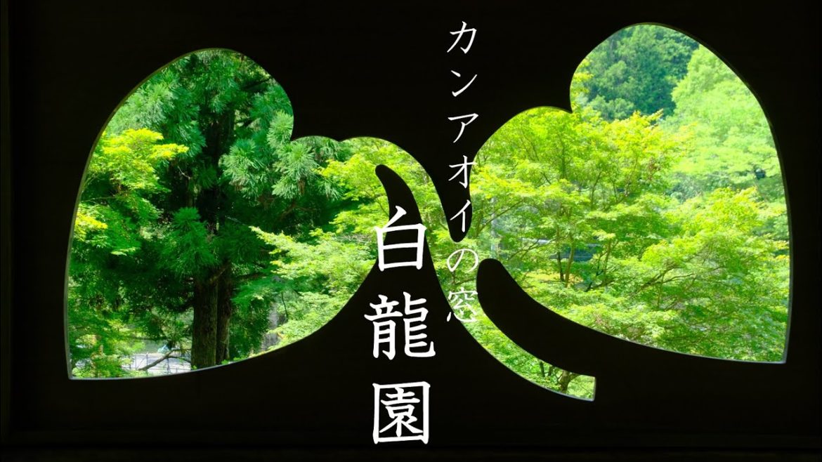 【京都苔と青もみじの穴場スポット】白龍園：カンアオイの窓お披露目特別公開｜叡山電車｜日本庭園｜二ノ瀬（Kyoto,Japan)